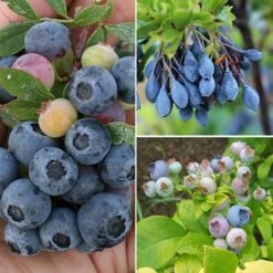 Ericaceous Compost 60L 12 Ericaceous Compost 60L -Yougarden Shop 100042 3