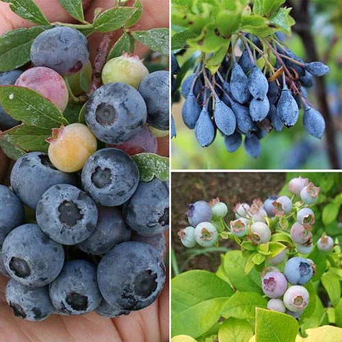 Ericaceous Compost 60L 6 Ericaceous Compost 60L - Image 4