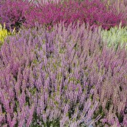 Ericaceous Compost 60L 13 Ericaceous Compost 60L -Yougarden Shop 100042 4