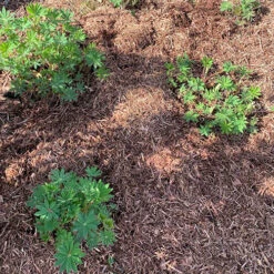 Strulch Mineralised Straw Garden Mulch -Yougarden Shop 100086 2