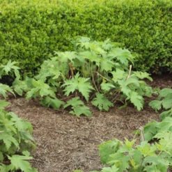 Strulch Mineralised Straw Garden Mulch -Yougarden Shop 100086 3