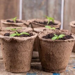 Skelly Tray X 3 And 36 Jiffy Bio Pots 12 Skelly Tray X 3 And 36 Jiffy Bio Pots -Yougarden Shop 130325 3