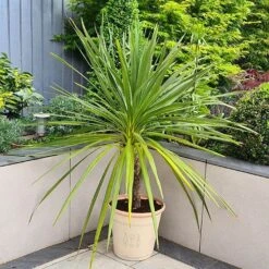 Front Page -Yougarden Shop 130396 1