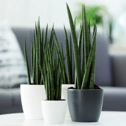 Houseplant Pot Cover 25cm-Anthracite -Yougarden Shop 130475 2