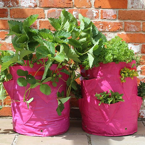 Strawberry And Herb Patio Planter Twin Pack 3 Strawberry And Herb Patio Planter Twin Pack - Image 2