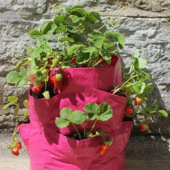 Strawberry And Herb Patio Planter Twin Pack 9 Strawberry And Herb Patio Planter Twin Pack -Yougarden Shop 130497 3