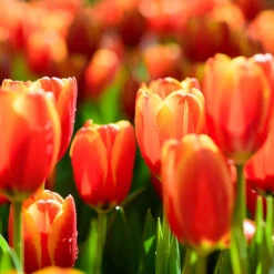 Outdoor Metal Trough Tulip Planter -Yougarden Shop 160886 3