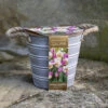 Outdoor Narcissi And Tulip Bucket Planter 2 Outdoor Narcissi And Tulip Bucket Planter -Yougarden Shop 161135