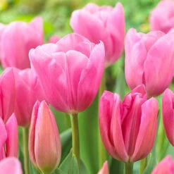 Outdoor Narcissi And Tulip Bucket Planter 8 Outdoor Narcissi And Tulip Bucket Planter -Yougarden Shop 161135 2