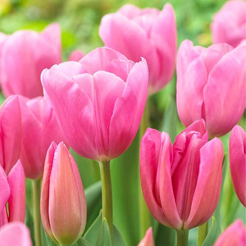 Outdoor Narcissi And Tulip Bucket Planter 5 Outdoor Narcissi And Tulip Bucket Planter - Image 3