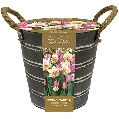 Outdoor Narcissi And Tulip Bucket Planter 6 Outdoor Narcissi And Tulip Bucket Planter - Image 4