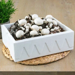 Grow Your Own White Mushroom Kit -Yougarden Shop 161139 1
