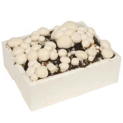 Grow Your Own White Mushroom Kit -Yougarden Shop 161139 2