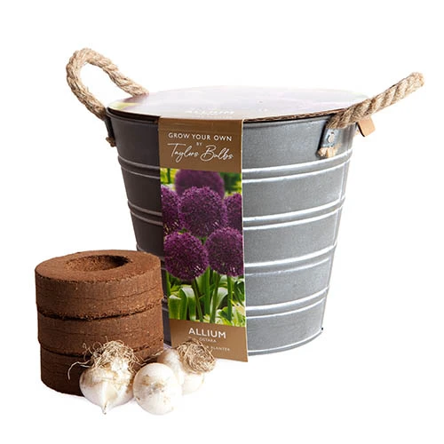 Outdoor Metal Bucket Allium Planter 5 Outdoor Metal Bucket Allium Planter - Image 3
