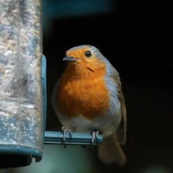 All Year Round DeLuxe 14 Ingredient Wild Bird Food 15 All Year Round DeLuxe 14 Ingredient Wild Bird Food -Yougarden Shop 190005 4