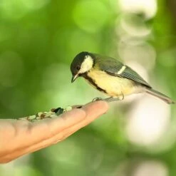 All Year Round DeLuxe 14 Ingredient Wild Bird Food 16 All Year Round DeLuxe 14 Ingredient Wild Bird Food -Yougarden Shop 190005 5