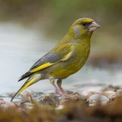 All Year Round DeLuxe 14 Ingredient Wild Bird Food 17 All Year Round DeLuxe 14 Ingredient Wild Bird Food -Yougarden Shop 190005 6