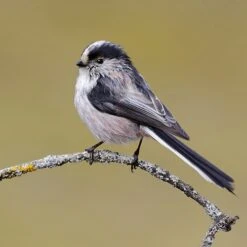 All Year Round DeLuxe 14 Ingredient Wild Bird Food 18 All Year Round DeLuxe 14 Ingredient Wild Bird Food -Yougarden Shop 190005 7