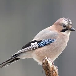 All Year Round DeLuxe 14 Ingredient Wild Bird Food 19 All Year Round DeLuxe 14 Ingredient Wild Bird Food -Yougarden Shop 190005 8