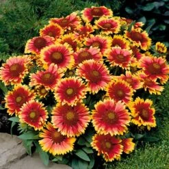 Cottage Garden Collection -Yougarden Shop 200347 3