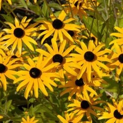 Cottage Garden Collection -Yougarden Shop 200347 5