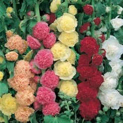 Cottage Garden Collection -Yougarden Shop 200347 6