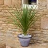 Pair Of Cordyline And Decorative Planters -Yougarden Shop 200414