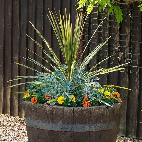 Pair Of Cordyline And Decorative Planters 4 Pair Of Cordyline And Decorative Planters - Image 2