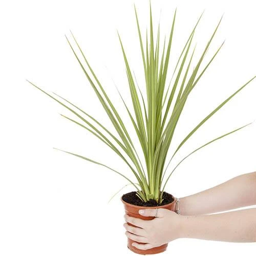 Pair Of Cordyline And Decorative Planters 6 Pair Of Cordyline And Decorative Planters - Image 4