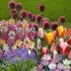 Spring Flowering 150 Bulb Collection -Yougarden Shop 200549