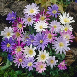 Spring Flowering 150 Bulb Collection -Yougarden Shop 200549 2