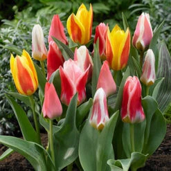 Spring Flowering 150 Bulb Collection -Yougarden Shop 200549 3