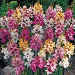 Spring Flowering 150 Bulb Collection -Yougarden Shop 200549 4