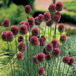 Spring Flowering 150 Bulb Collection -Yougarden Shop 200549 5