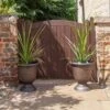 Pair Of Cordyline And Decorative Stripe Urns 2 Pair Of Cordyline And Decorative Stripe Urns -Yougarden Shop 200565