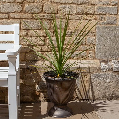 Pair Of Cordyline And Decorative Stripe Urns 4 Pair Of Cordyline And Decorative Stripe Urns - Image 2