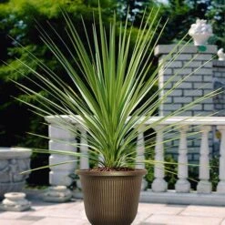 Pair Of Cordyline And Decorative Stripe Urns 9 Pair Of Cordyline And Decorative Stripe Urns -Yougarden Shop 200565 2