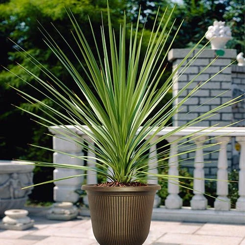 Pair Of Cordyline And Decorative Stripe Urns 5 Pair Of Cordyline And Decorative Stripe Urns - Image 3