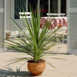 Pair Of Cordyline And Decorative Stripe Urns 10 Pair Of Cordyline And Decorative Stripe Urns -Yougarden Shop 200565 3