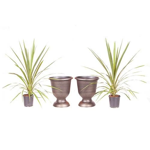 Pair Of Cordyline And Decorative Stripe Urns 7 Pair Of Cordyline And Decorative Stripe Urns - Image 5