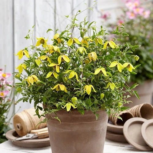 Basket Clematis Tangutica 'Little Lemons' 7cm X 2 4 Basket Clematis Tangutica 'Little Lemons' 7cm X 2 - Image 2