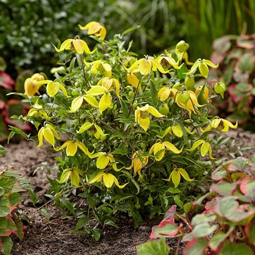 Basket Clematis Tangutica 'Little Lemons' 7cm X 2 5 Basket Clematis Tangutica 'Little Lemons' 7cm X 2 - Image 3