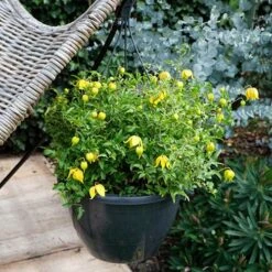 Basket Clematis Tangutica 'Little Lemons' 7cm X 2 11 Basket Clematis Tangutica 'Little Lemons' 7cm X 2 -Yougarden Shop 200747 4