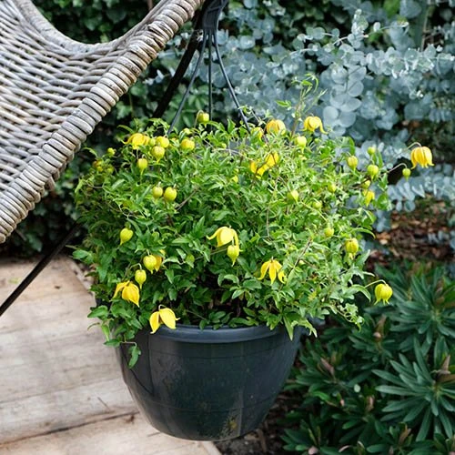 Basket Clematis Tangutica 'Little Lemons' 7cm X 2 7 Basket Clematis Tangutica 'Little Lemons' 7cm X 2 - Image 5