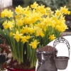 Narcissus 'T?te-?-T?te' Collection With Planters And Compost -Yougarden Shop 201203