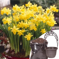 Narcissus 'T?te-?-T?te' Collection With Planters And Compost