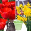 Tulip And Narcissus Collection With Compost And Planters -Yougarden Shop 201204