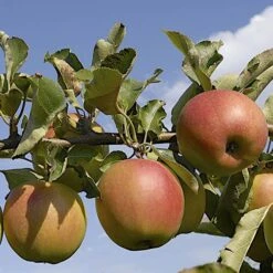 'Braeburn' Apple -Yougarden Shop 300001 3