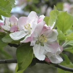 'Braeburn' Apple -Yougarden Shop 300001 4