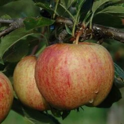 'Braeburn' Apple -Yougarden Shop 300001 5